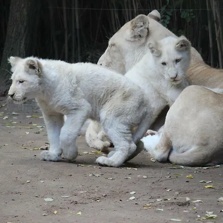 Le Moulin De Follet Bed & Breakfast