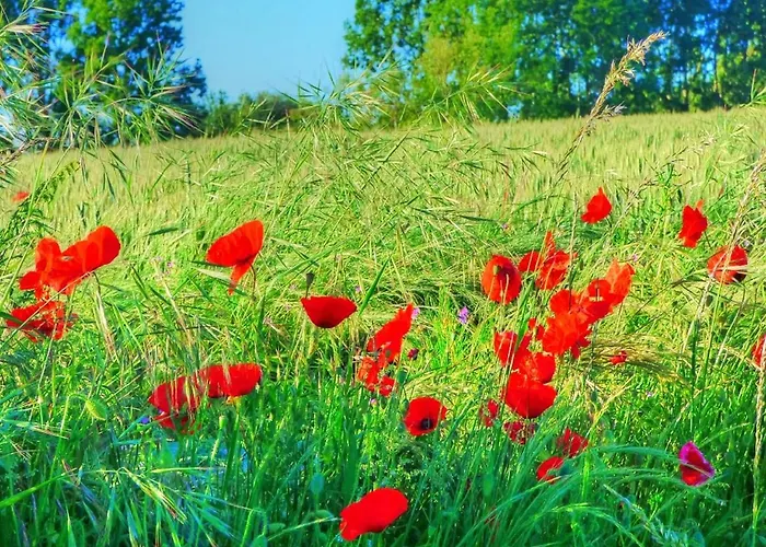 Alojamento de Acomodação e Pequeno-almoço Le Moulin De Follet